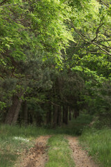 Pathway with many cones in wild green summer forest. Dark thicket.