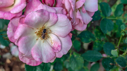 Photo of pink rose in park and bee.