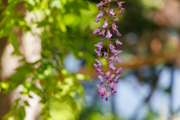 藤の花