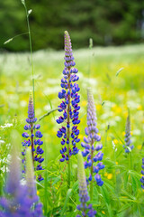 Lupine, Vielblättrige Lupine, Lupinus polyphyllus, Lupinus, Blume, Lavendel ähnlich, Blumenwiese