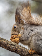 The squirrel with nut sits on a branches in the spring or summer.