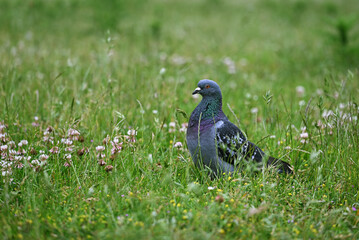 pigeon on grass