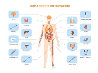 Human body infographic. Anatomy medical scheme with internal organs, kidney stomach lungs. Vector educational biology model illustration - obrazy, fototapety, plakaty