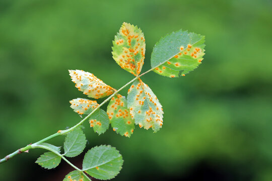 Rose rust, Phragmidium mucronatum, tuberculatum bulbosum. Pustules (urediospores, teliospores) formed on the lower leaf surface of an ornamental rose tree in summer.