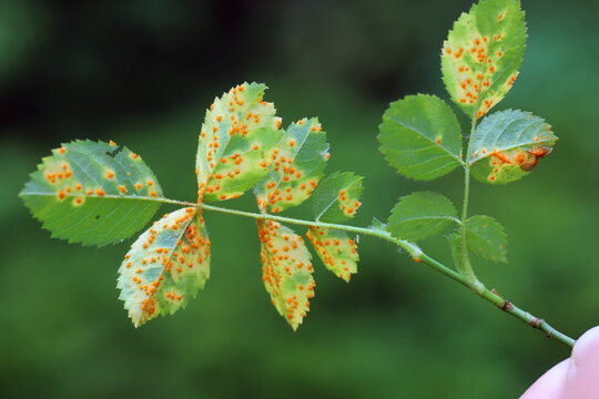 Rose rust, Phragmidium mucronatum, tuberculatum bulbosum. Pustules (urediospores, teliospores) formed on the lower leaf surface of an ornamental rose tree in summer.