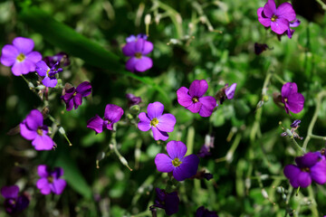Purple small flowers in green grass