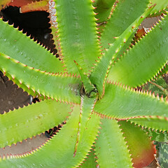 High angle of aloe plant, Durban, South Africa

