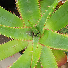 High angle of aloe plant, Durban, South Africa

