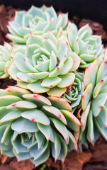 Rock rose succulents, Durban, South Africa