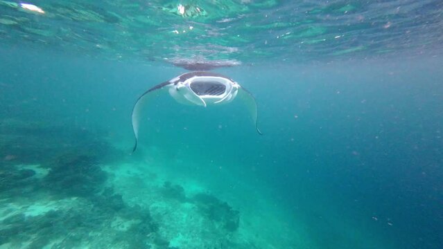 giant manta ray underwater close up of isolated big fish in Komodo national park ocean water indonesia