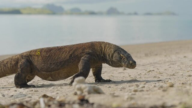 The Komodo dragon (Varanus komodoensis) slow motion of giant lizard walking on sand beach Indonesia Komodo national park
