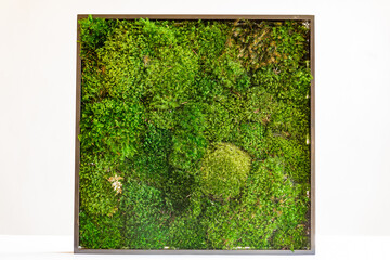 sterilized Icelandic moss in a wooden square frame on a white background