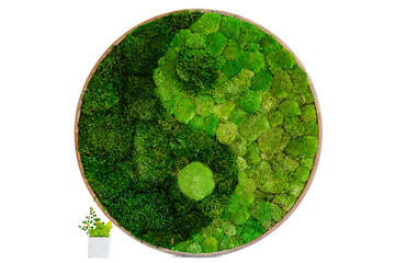 sterilized Icelandic moss in a wooden square frame on a white background