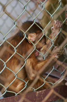 a sad little monkey sits behind bars in a cage with his head down. violence against wild animals.