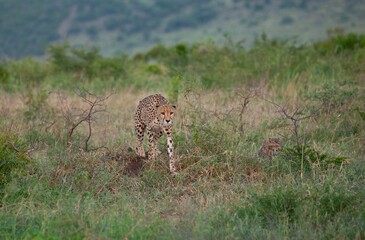 Cheetahs, one of the most favorite predators of African wildlife, are also the fastest land animals in the world. © selim