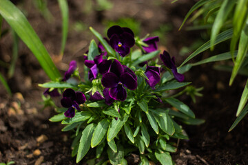 flower in the garden
