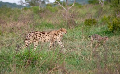 Cheetahs, one of the most favorite predators of African wildlife, are also the fastest land animals in the world.