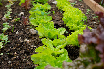 Bio Gemüsegarten Salatlinie. Junge Pflanzen