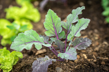 Kohlrabi junge Pflanze im Bio-Garten gepflanzt