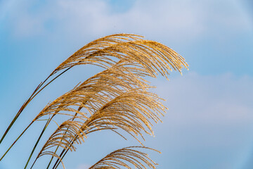 Japanese pampas grass - Miscanthus sinensis - are in countryside of Fukuoka prefecture, JAPAN.