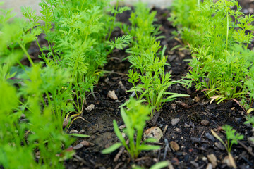 Obraz premium Karotten pflanzen. Frühes Wachstum dieser Knollen