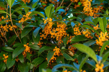 Flower of fragrant olive - Osmanthus fragrans var. aurantiacus - are blooming in JAPAN.
