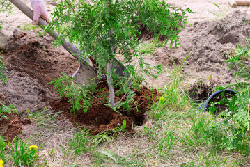 Gardener planting juniper plants in the garden. Seasonal works in the yard. close up