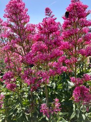 Obraz premium pink flowers in the garden