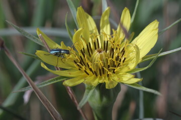 bee on a flower