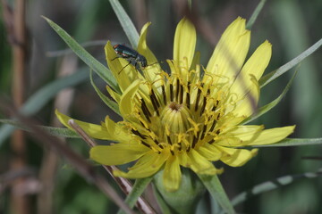 bee on a yellow flower