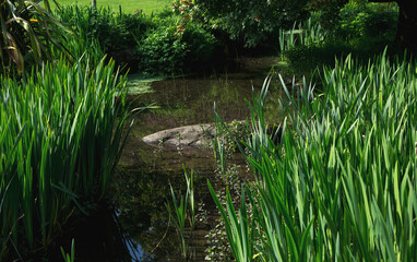 Fototapeta na wymiar Beautiful green park in England