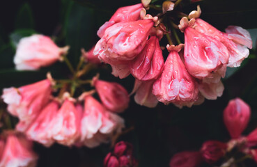 Beautiful wet pink buds closeup