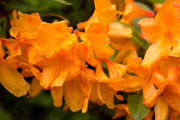 Fototapeta na wymiar Beautiful orange flowers on a bush