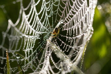 Netz einer Radnetzspinne im Morgentau