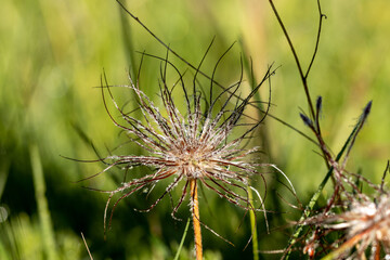 Fruchtstand einer Küchenschelle mit Tautropfen