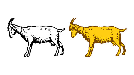 Goat hand drawn vector illustration isolated on white background
