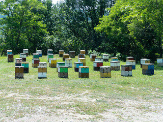 bee hives in a field