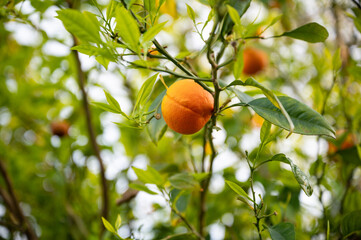 Ripe oranges on a green orange tree 