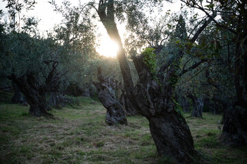 The setting sun shines through the branches of an old olive tree in a Greek olive grove