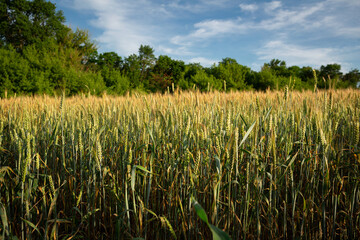 A field of wheat will sing in Ukraine food crisis