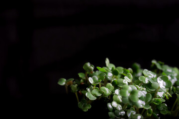 Arugula sprouts six days after sowing seeds in a nutrient medium. Germination of plant seeds....