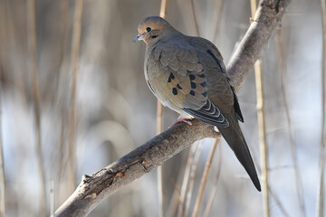 Mourning Dove resting on a branch