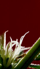 Nymph, leaf larvae of damaged hemp leaves. These plant pests suck sap from the plant.