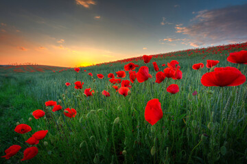 Plakat Beautiful meadow with the poppy flowers at sunset, Poland.