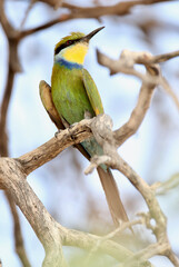 Swallow-tailed Bee-eater in the Kgalagadi, South Africa