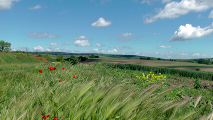 Countryside near Erdevik (Serbia)