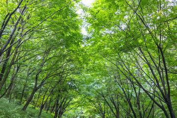 Obraz premium 新緑イメージ 背景素材