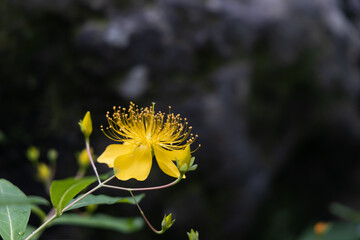 オトギリソウの花