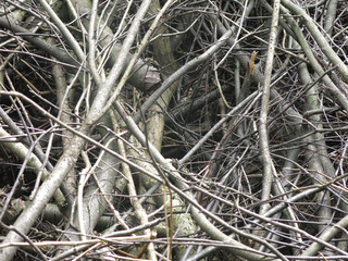 brushwood - sawn tree branches lie in a pile