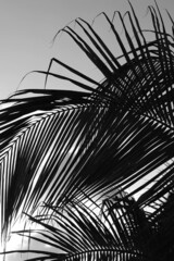 Obraz premium palm tree silhouette In black and white 